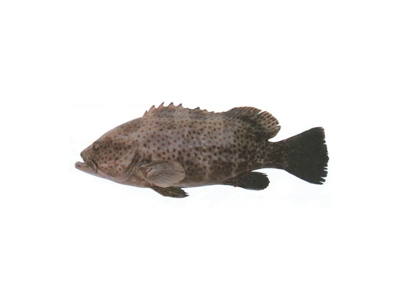 Dark-tailed grouper
